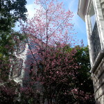 Charleston Tree in Bloom